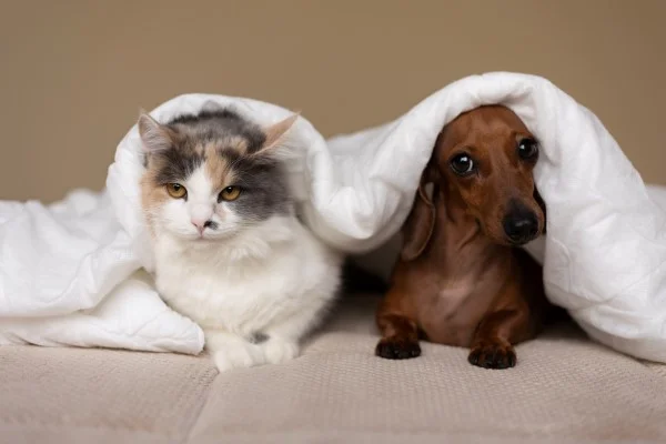 gato e cão. Nossos bichos lado a lado